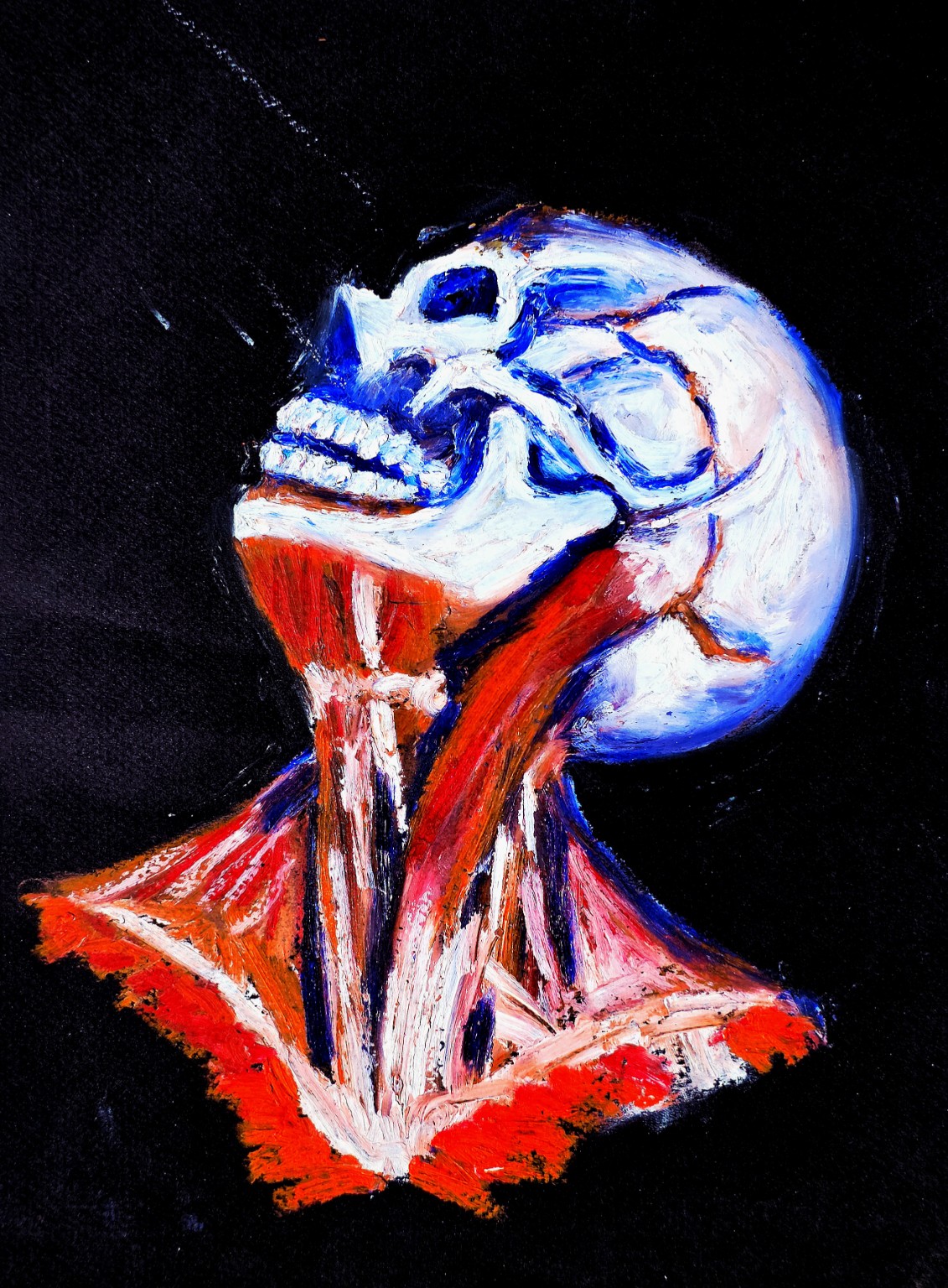 Under Tension (2025), oil pastel anatomical study of a skull, jaw and neck musculature against black